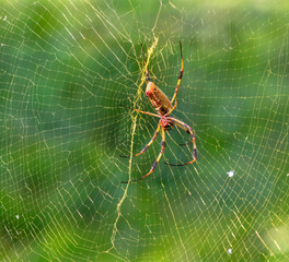 The golden silk orb-weavers (Nephila)  on the net, Brazos Bend State Park, Texas