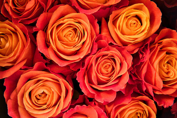 Background of orange roses