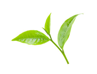  tea leaf isolated on white