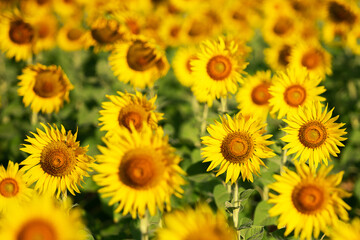sunflower yellow and orange colorful in blossom season of sunflower during summer in country farm, field for organic seed crop and harvest from sunflower oil agriculture