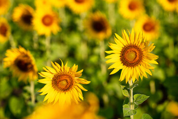 sunflower yellow and orange colorful in blossom season of sunflower during summer in country farm,...