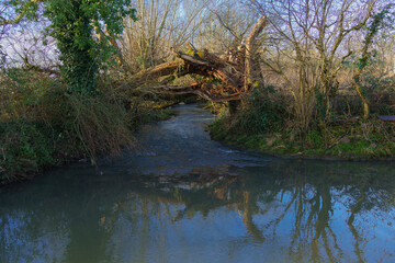 Fallen tree forms a bridge