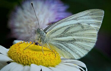 butterfly on a flower