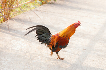 Beautiful bantam chicken. Free range cock and hens.