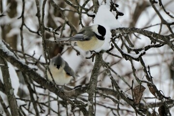 Black-capped Chickadee Perched on Snowy Branches with Tufted Titmouse Blurred in Background in Cold Winter Snow Scene