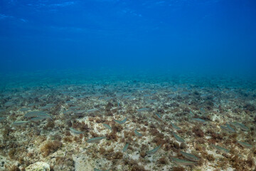 Fototapeta na wymiar A giant school of small fish cruise across the floor of the ocean in shallow water