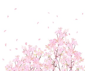 Obraz na płótnie Canvas 美しく華やかな満開の薄いピンク色の桜の花と花びら舞い散る春の白バックフレームベクター素材イラスト