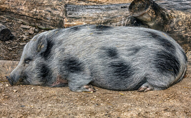 Domestic minipig sleeping on the ground, near the fence in its enclosure	