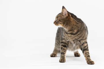 The multiracial she-cat faces the camera and looks to the side.