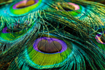 peacock feather close up.