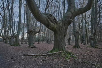 Ein  Buchen Wald mit einem großen Buchenbaum  im Vordergrund.