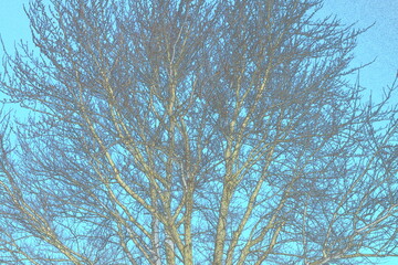Bare Tree and Blue Sky