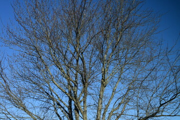 Bare Tree and Blue Sky