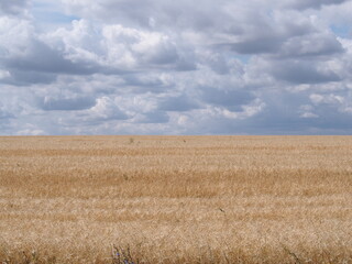 golden wheat field