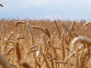 Fototapeta premium golden wheat field