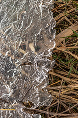 Thin ice on dry grass. Frostwork