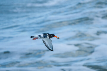 Oystercatcher flying