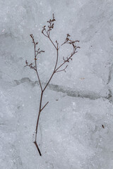 Thin dry branch in the snow