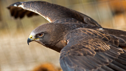Hawk with wings spread taking flight