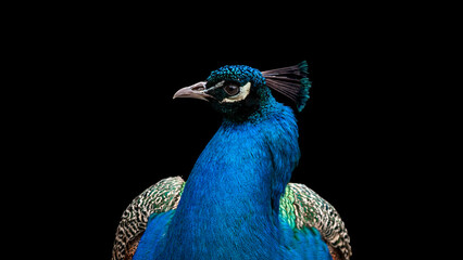 Close-up portrait of a peacock in profile isolated on a black background