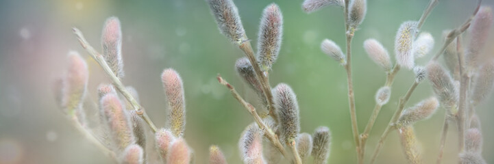 Obraz premium Young furry willow catkins as a one of the earliest signs of spring