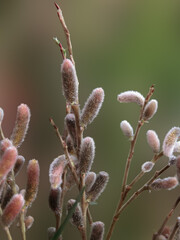 Young furry willow catkins as a one of the earliest signs of spring