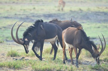 Group of southern sable antelopes, Chobe NP