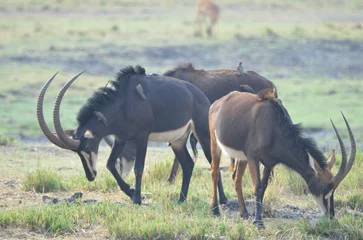 Fotobehang Group of southern sable antelopes, Chobe NP © Christian