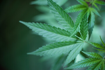 Marijuana (Spanish marijuana, marihuana), the official name of cannabis is a psychoactive drug derived from hemp, psychedelic type.