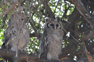 Giant eagle owl is perched on a tree, Chobe NP