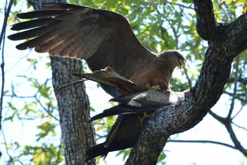 Mating yellow-billed kites at Chobe National Park