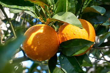 Fresh and organic oranges and leaves