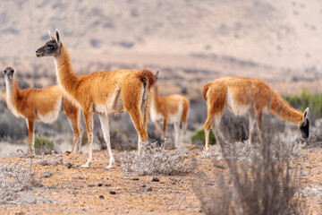 Fototapeta premium family of guanacos or lama guanicoe in the desert of Chile.