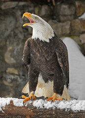 Bald eagle (Haliaeetus leucocephalus), bird of prey