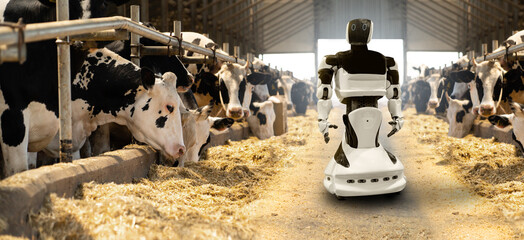 Robot on a dairy farm. Smart farming concept.