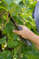 The gardener prunes the grape leaves for faster ripening.