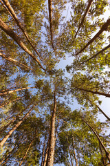 Pine forest on a clear summer day. Bottom view of tall old trees in forest.