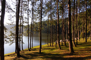 Camping and tent under the pine forest in a beautiful morning with beams of sunlight pierce through the forest at Pang Ung Lake in Mae Hong Son, north of Thailand.