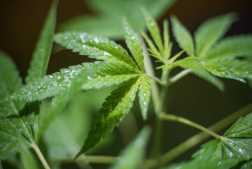 Marijuana (Spanish marijuana, marihuana), the official name of cannabis is a psychoactive drug