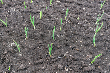 a few green shoots come out of the ground