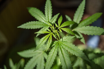 Marijuana (Spanish marijuana, marihuana), the official name of cannabis is a psychoactive drug