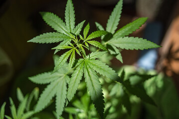 Marijuana (Spanish marijuana, marihuana), the official name of cannabis is a psychoactive drug