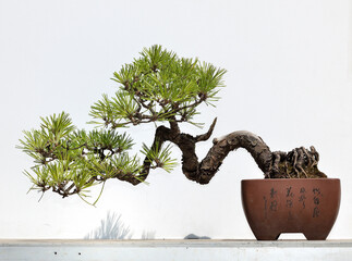 Pine bonsai in Chinese garden