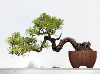 Küchenrückwand glas motiv Pine bonsai in Chinese garden © youm