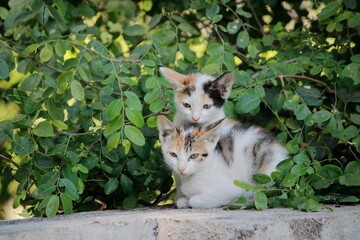 Little kittens on wall compound watching with curiosity. Beautiful back ground of Pet for wall mount. Pet Background for seasonal greetings. Message of love towards animal.