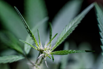 Marijuana (Spanish marijuana, marihuana)