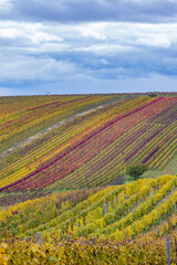 Fototapeta na wymiar Autumn vineyard near Cejkovice, Southern Moravia, Czech Republic