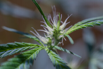 Marijuana (Spanish marijuana, marihuana)
