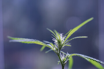 Marijuana (Spanish marijuana, marihuana)