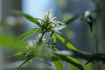 Marijuana (Spanish marijuana, marihuana)